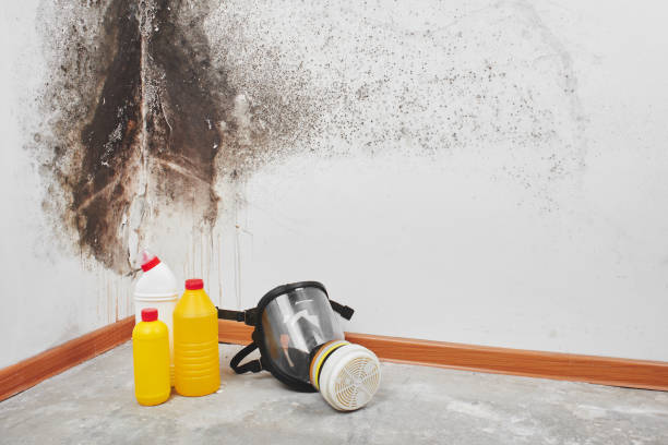 Best Black Mold Remediation in Bernie, MO