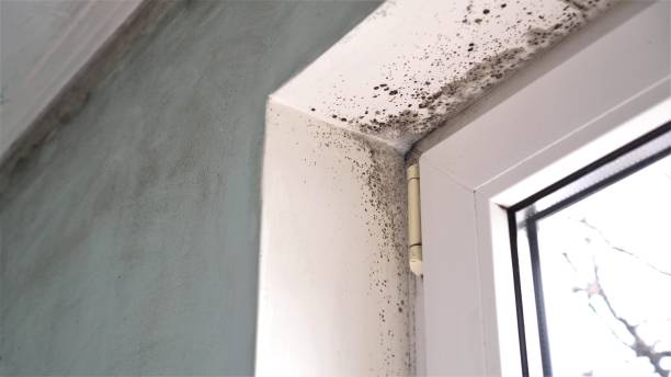 Best Mold Remediation for Specific Building Types in Bernie, MO