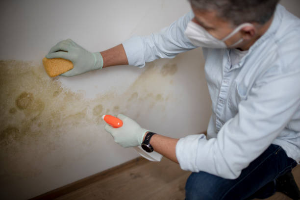 Best Commercial Mold Remediation in Bernie, MO