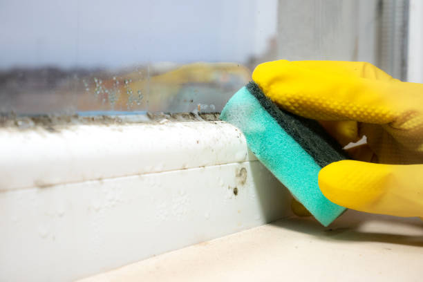 Best Residential Mold Remediation in Bernie, MO