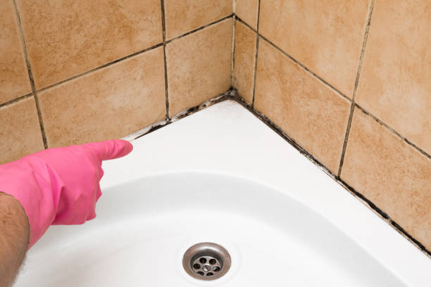 Best Residential Mold Remediation in Bernie, MO